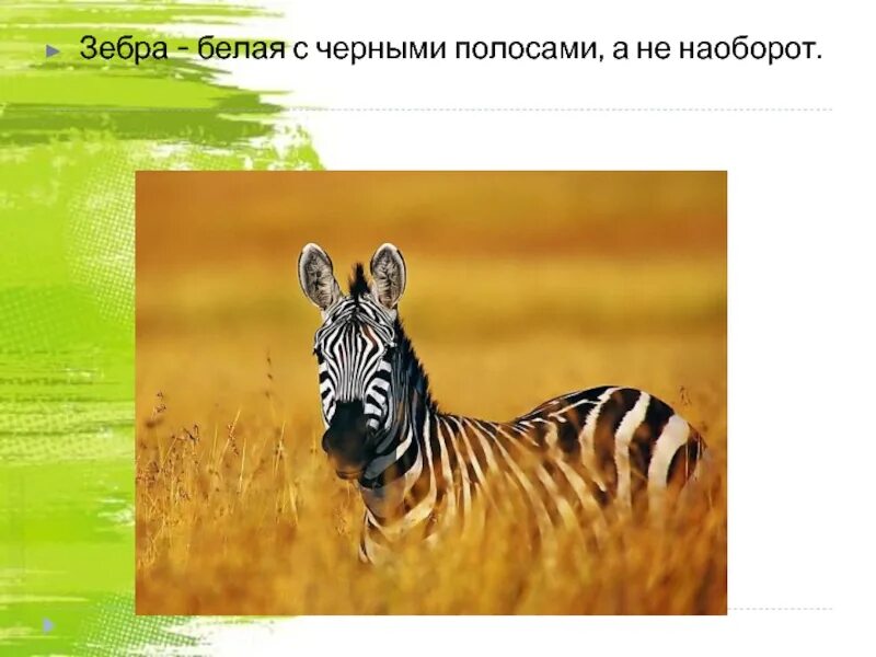 Интересные факты о животных 5 класс. Интересные факты о животных. интересные факты о животных для детей. интересные факты о животных презентация. слайд о интересных фактах о животных.