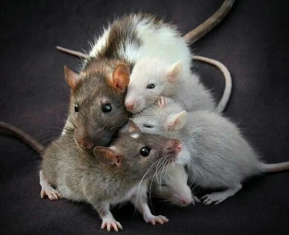 Много крыс. 5 милых крыс. Серая крыса 5. 5 крыс. 5 крыс.