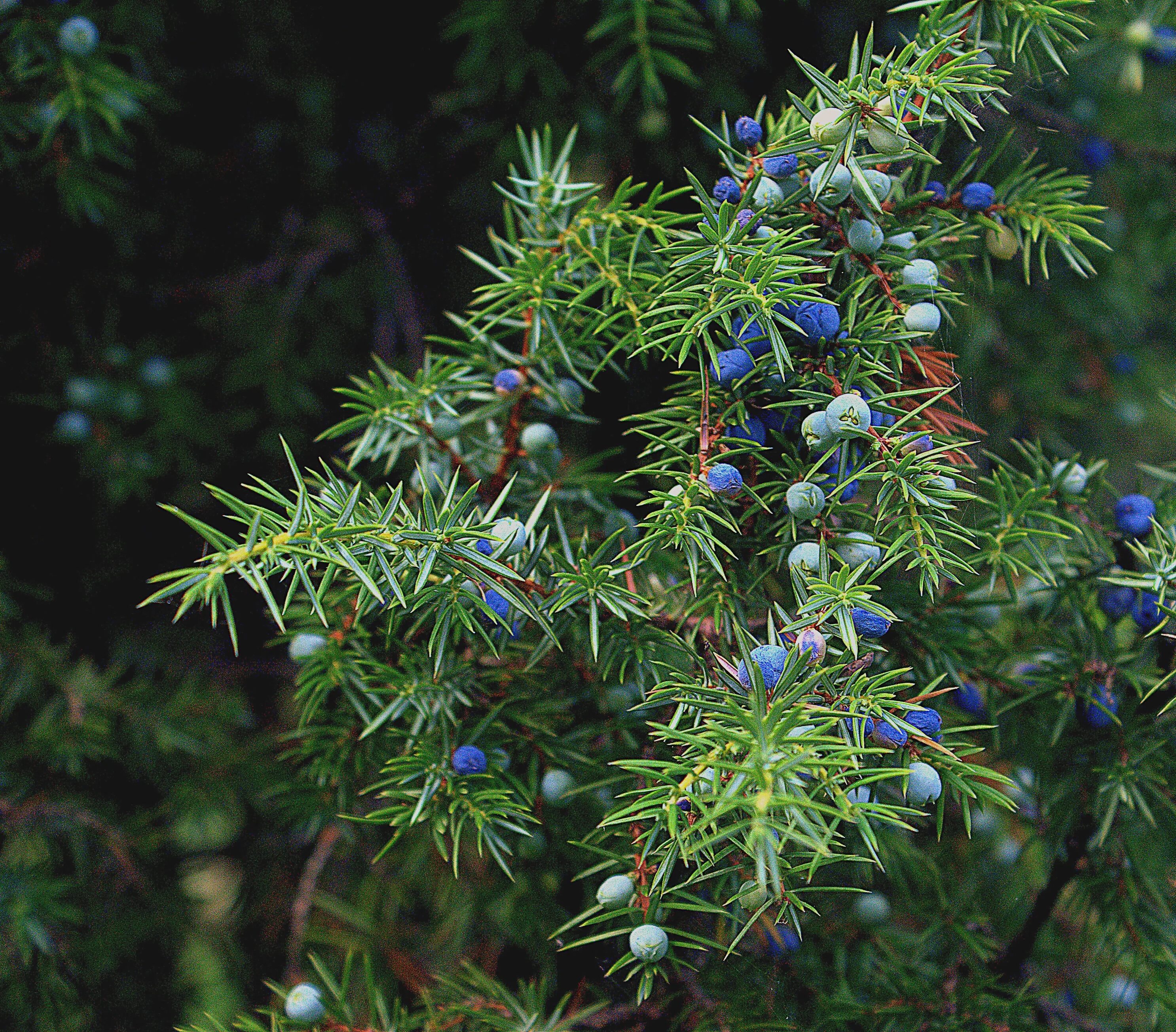 Какой хвойный кустарник. Можжевельник обыкновенный кустарник. Juniper - можжевельник. Можжевельник (Juníperus). Можжевельник обыкновенный колючий.