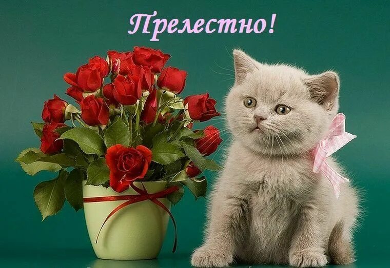 Котик с цветами с днем рождения. Кот с букетом цветов. Рыжий котёнок. Рыжий кот с цветами. Красивые фото с букетом и кот.