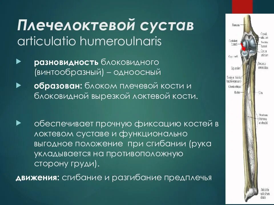 Соединения локтевой кости. Лучелоктевой проксимальный сустав функции. Плече логтевой сустав винтообразный. Дистальный лучелоктевой сустав характеристика. Плечелучевой сустав образован.