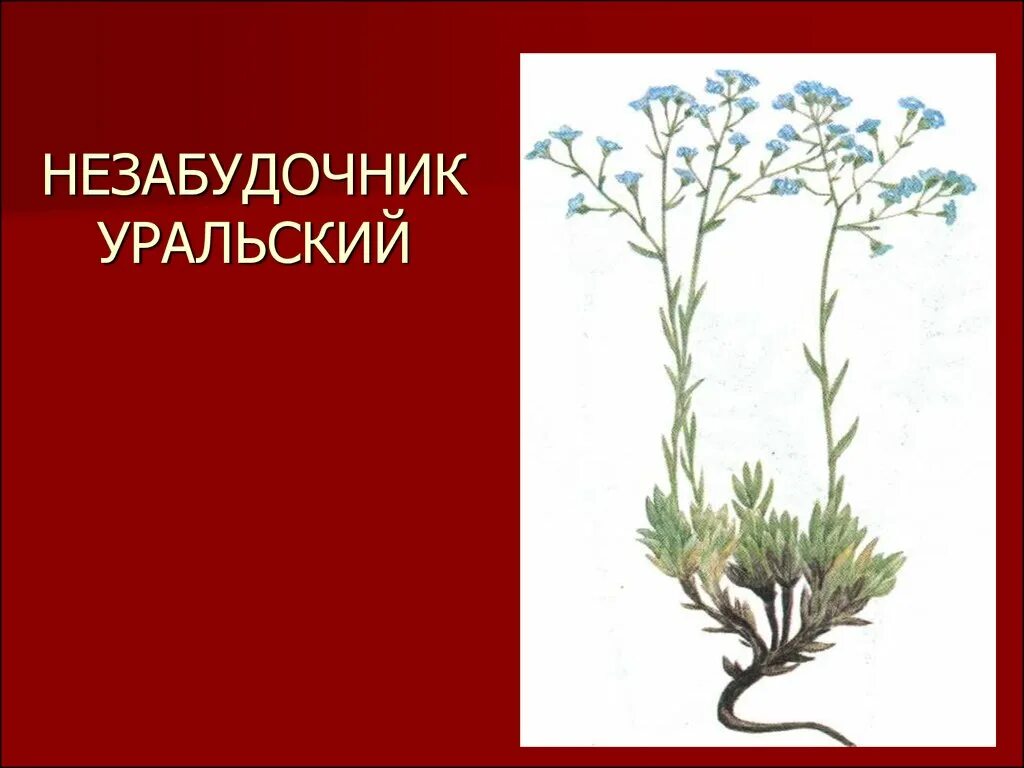 Растения красной книги урала. Незабудочник Уральский. Растения Урала занесенные в красную. Краснокнижные растения Южного Урала. Красная книга Урала растения