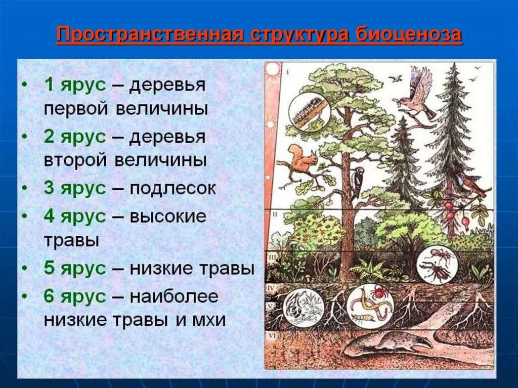 Соответствие лес. Ярусность лесного биоценоза. яруностилесного биогеоценоза. ярусность дубравы. ярусность леса биоценоз.