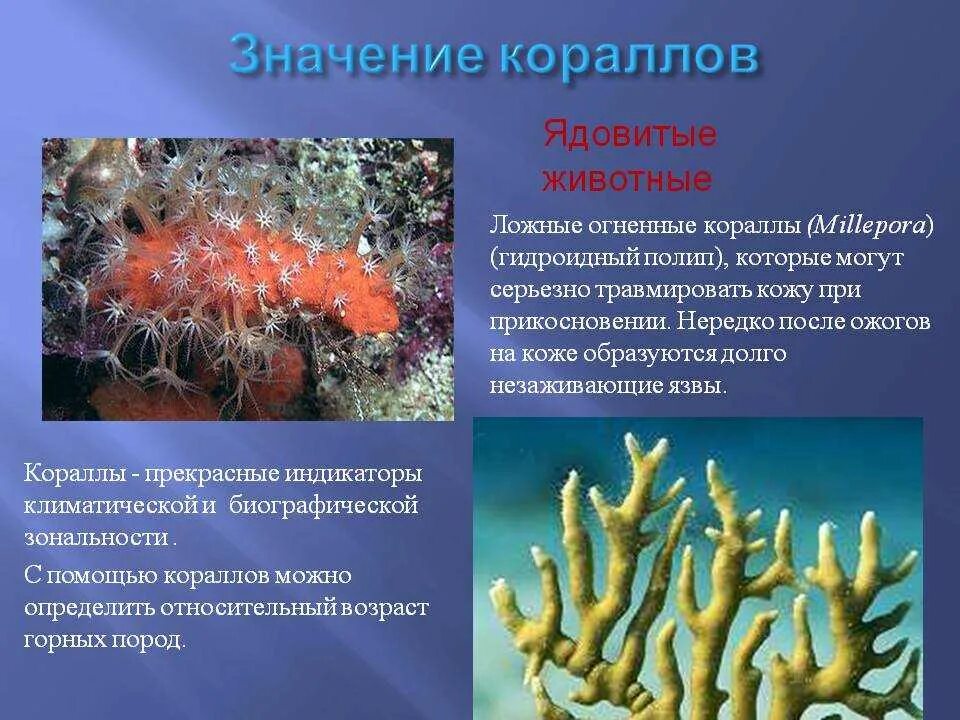 Описание коралла