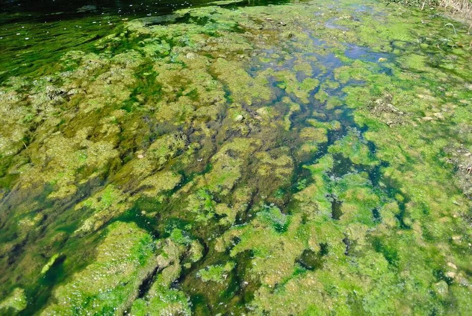 Водоросли вызывают. Эвтрофикация Балтийского моря. Эвтрофикация озер. Антропогенная эвтрофикация озер.. Женевское озеро эвтрофикация.