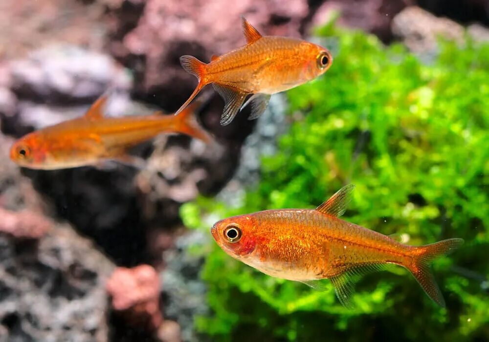 Тетра Аманда (Hyphessobrycon amandae) содержание, разведение