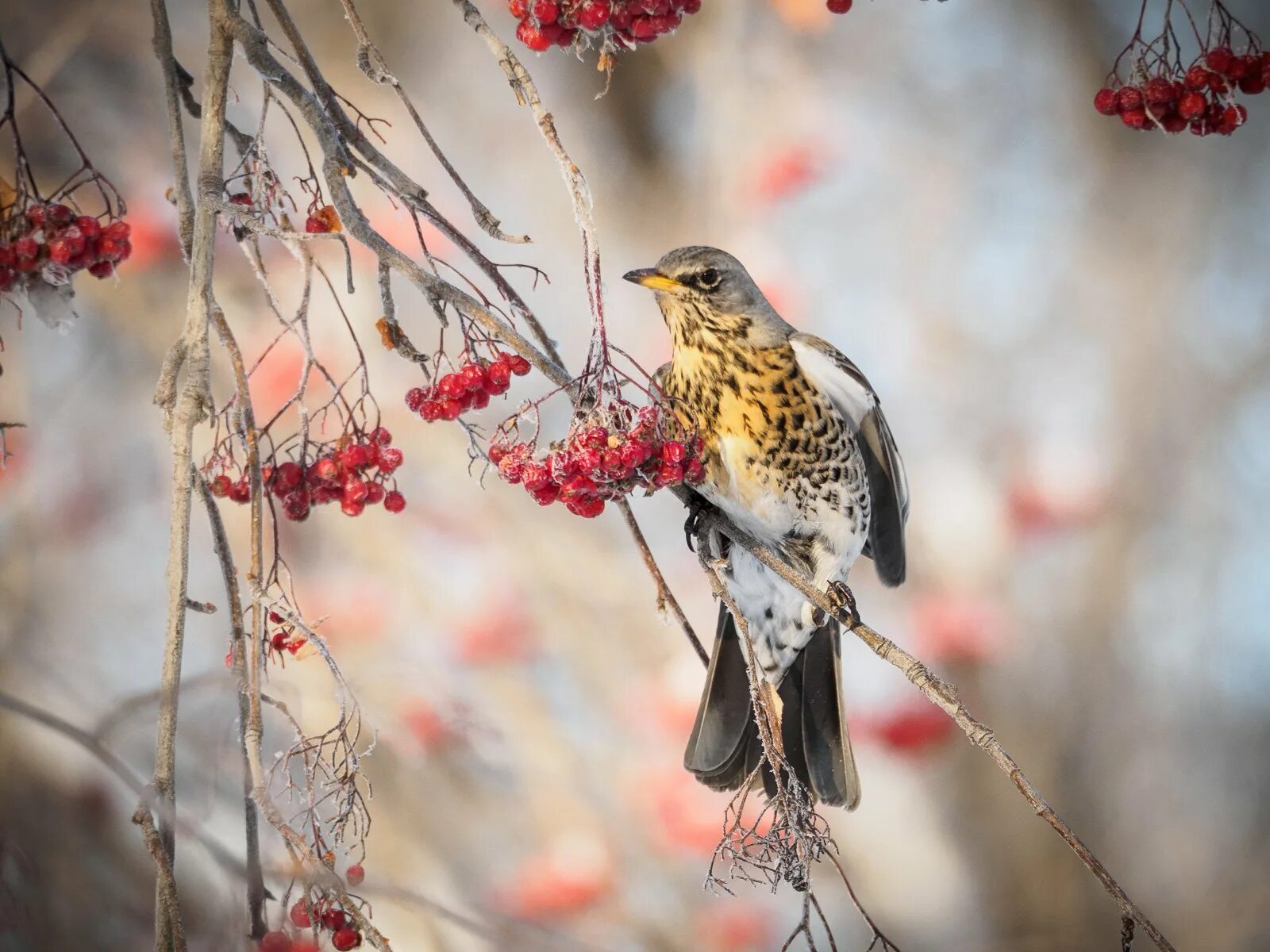 Дрозд белобровик зимой. Дрозд деряба рябинник. Птицы на рябине весной. Дрозды щеглы. Дрозд рябинник черный.