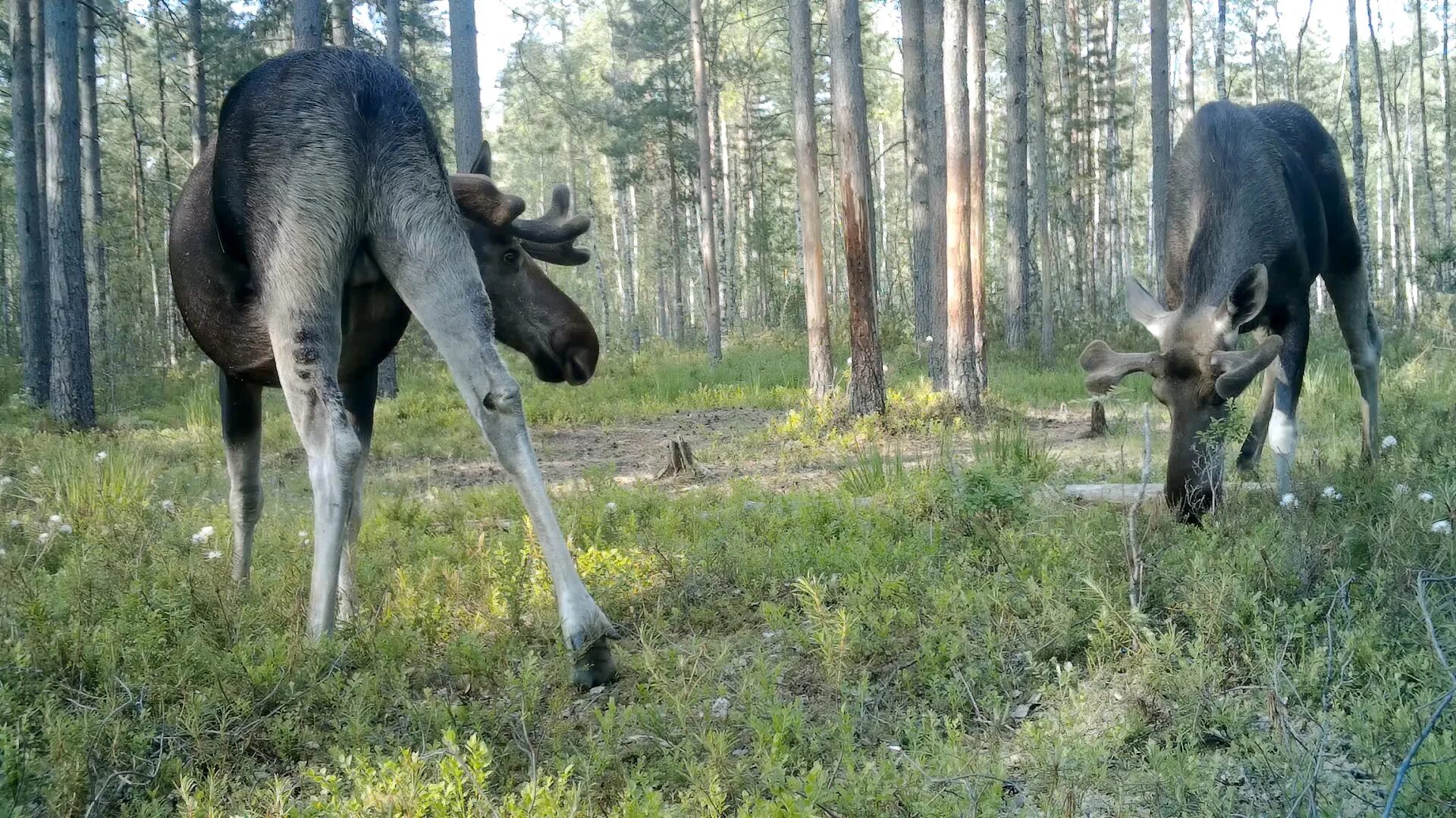 Лоси. Лось лосиха лосенок. Лось в лесу. Рога лося.