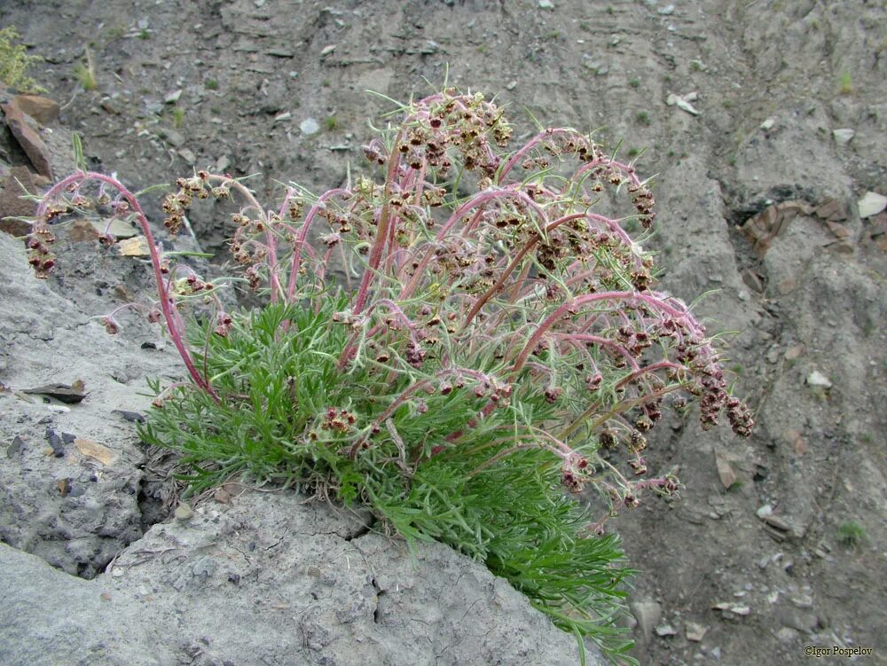 Artemisia borealis. Полынь севера. Полынь приморская. Полынь северная. Полынь северная.