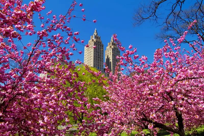 Spring central. Центральный парк нью-йорк весной. spring in america. new york spring wallpapers.