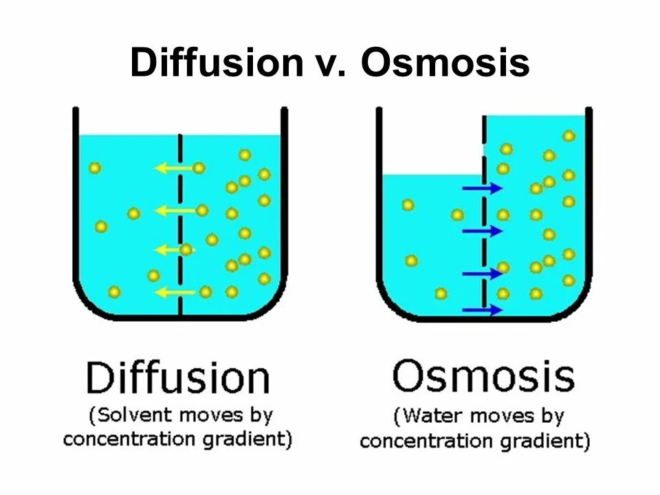 Отличие осмоса от диффузии. Осмос и диффузия в биологических системах. Осмос и диффузия отличия. Диффузия и осмос в растворах. Pony diffusion v6
