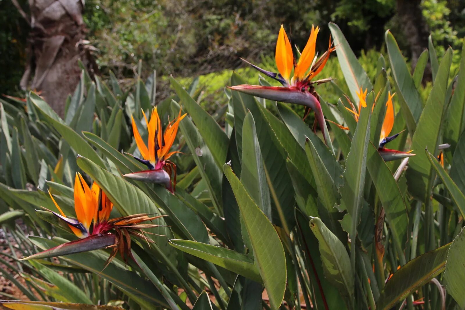 Стрелиция Реджина Королевская. Стрелиция (Strelitzia). Стрелиция Королевская Райская птичка.