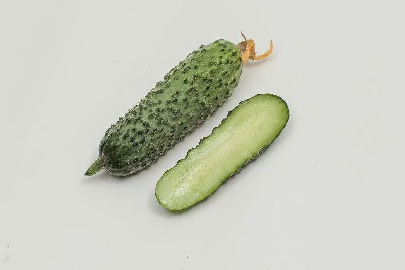 Спелый огурец. Засолочный огурец f1. Огурцы бледные плоды. Огурцы сорт феникс. Огурец изящный.