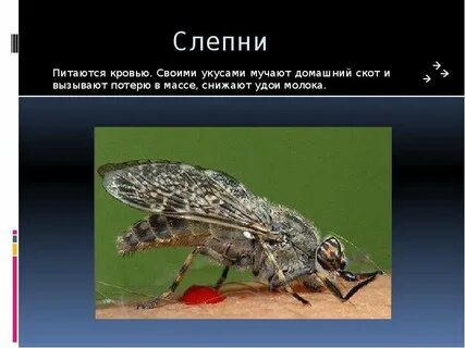 Какие насекомые питаются кровью