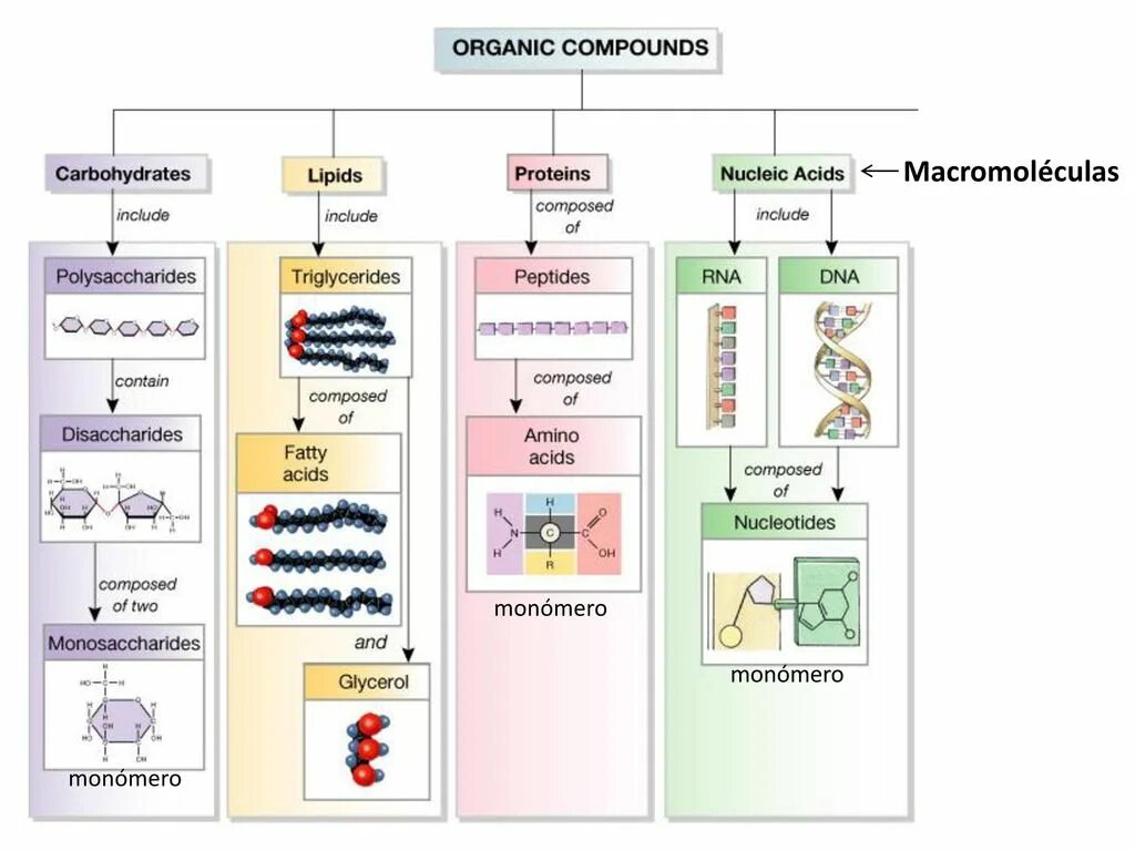 Тест по теме органические соединения. Carbs fats and lipids. Органические вещества сдать. Органические вещества папка. Types of lipids.