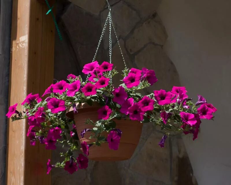 петуния ампельная парпл вельвет. петуния парпл вельвет. петуния пурпурный бархат f1 ампельная. петуния ампельная парпл вельвет. петуния ампельная вельвет.