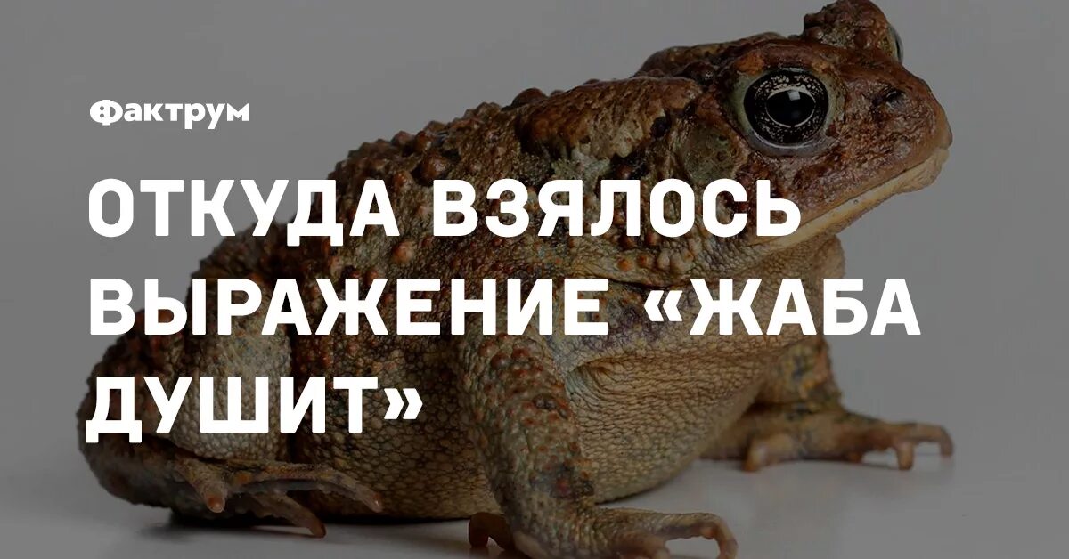 Жабы выражение. Жаба душит. выражения про жабу. выражение жаба душит. откуда выражение жаба душит.