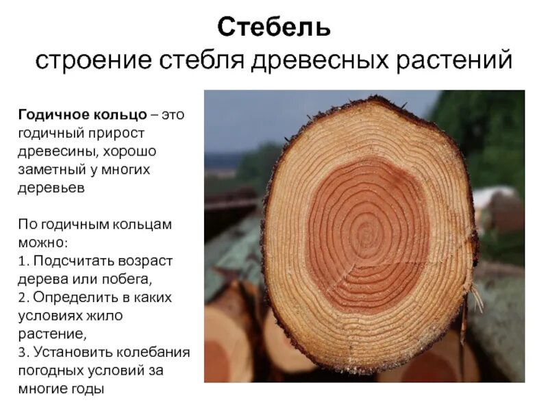 Как определить возраст по годичным кольцам