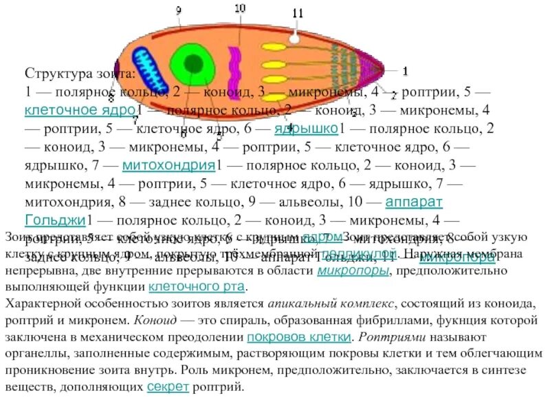 Коноид это. Коноид. Коноид штурма астигматизм. Апикомплексы ядерный аппарат. Характерные особенности типа Apicomplexa..