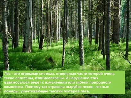 Рассказ о каком либо природном сообществе