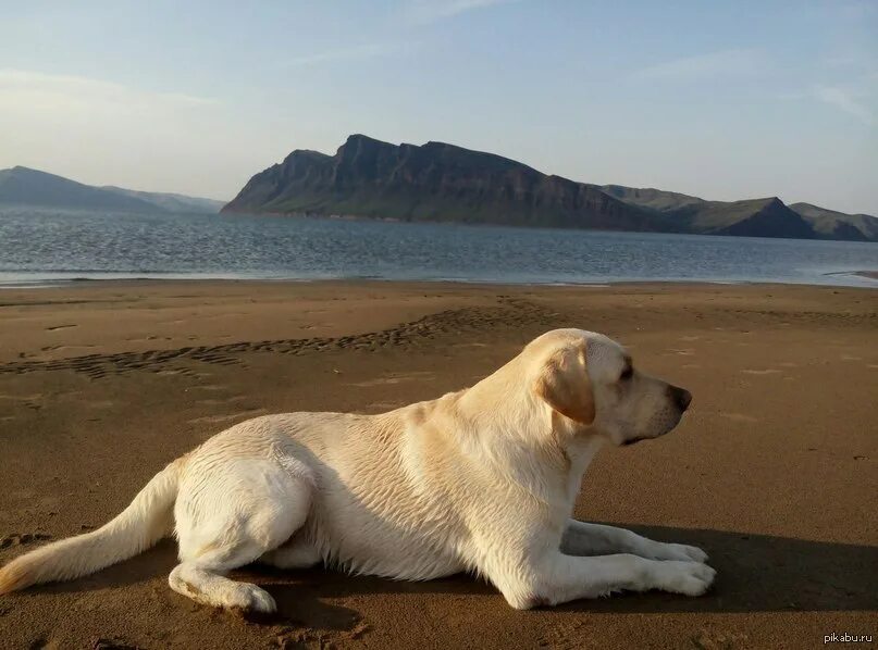 Гибралтарский лабрадор. Лабрадор ретривер на море. Стриженный лабрадор. Побережье лабрадора. Траловый лабрадор ретривер.