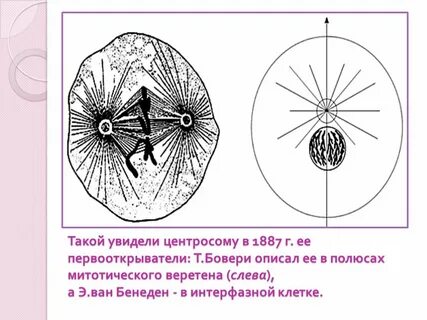 Клеточное веретено