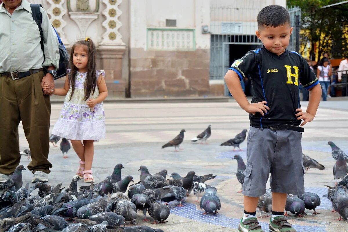 Голубь голубка голубенок. Голуби дети. Воробьи дети голубей. Голуби дети. Детки голубей.