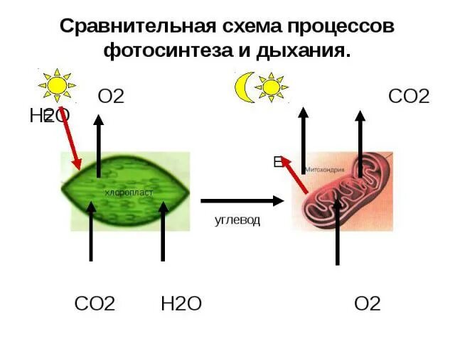 Co2 h2o фотосинтез. Фотосинтез и дыхание. Схема процесса фотосинтеза. Сравнительная схема процессов фотосинтеза и дыхания. Сравнительная схема дыхания фотосинтеза и дыхания.