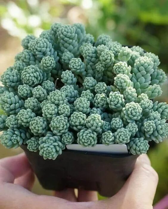 Суккуленты сорта