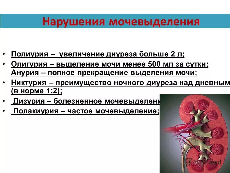 Каковы основные причины нарушения почек