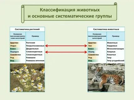 Систематические поставки