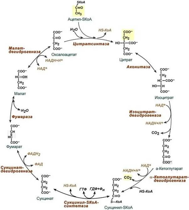 Цикл Кребса биохимия с ферментами. Цикл Кребса схема биохимия. Цикл трикарбоновых кислот схема. Цикл трикарбоновых кислот (ЦТК). Ацетил коа фермент