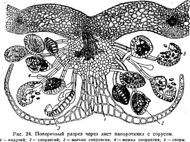 Строение спорангии. Строение соруса папоротника. Щитовник мужской сорусы. Строение соруса щитовника мужского. Сорус спорангий папоротника.