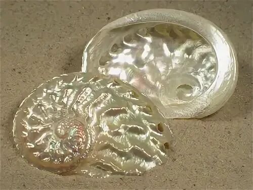 Nike samothrace. Nacre victoria. Nacre. Перламутр ракушка. Nacre victoria.