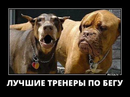 Включи новые смешные