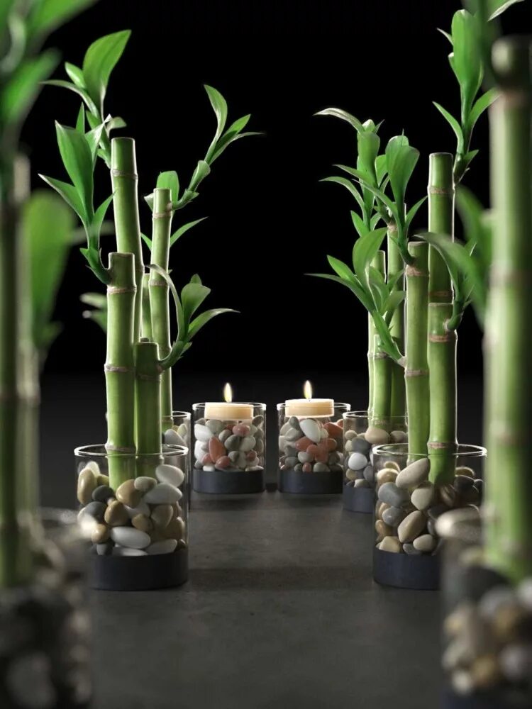 Бамбук домашний в воде. Бамбук комнатный. ростки бамбука лаки. lucky bamboo растение. комнатный бамбук леруа.