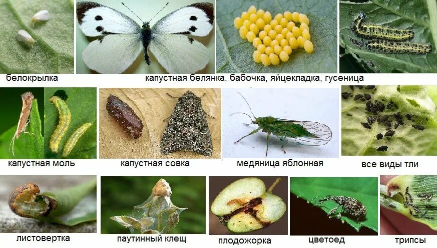 Стадия развития капустной белянки. Вредитель листовертка. Яйцекладка капустной моли. Вредители капусты капустная совка и капустная моль. Белянка и белокрылка.