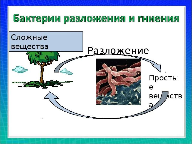 Микроорганизмы в почве виды. Круговорот веществ в пищевой цепи. Бактерии гниения в почве. Прчаенные бактерии гниением. Почвенные бактерии гниения являются.