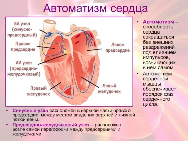 Общее предсердие