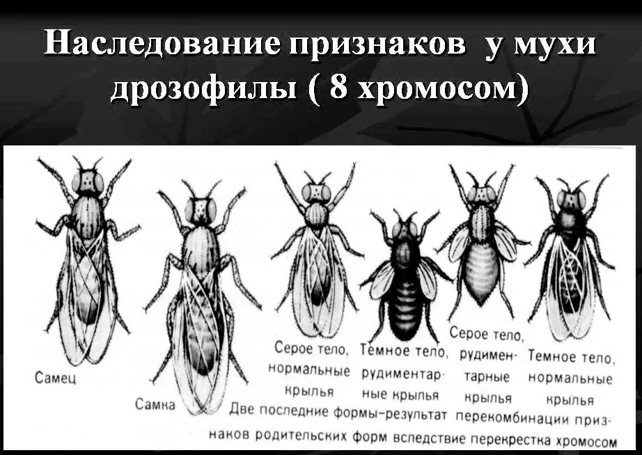 Таблица сравнения нормальных и мутантных форм дрозофил. Муха дрозофила строение. Муха дрозофила мутации. Мухи дрозофилы генетика. Самец дрозофилы.