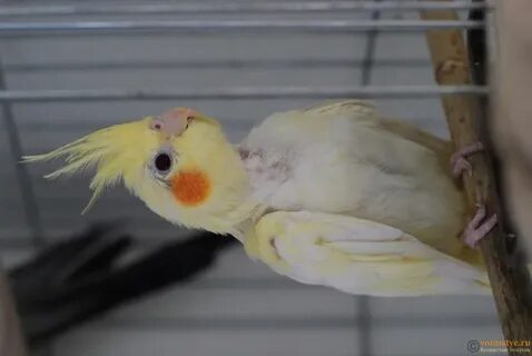 Больной корелла