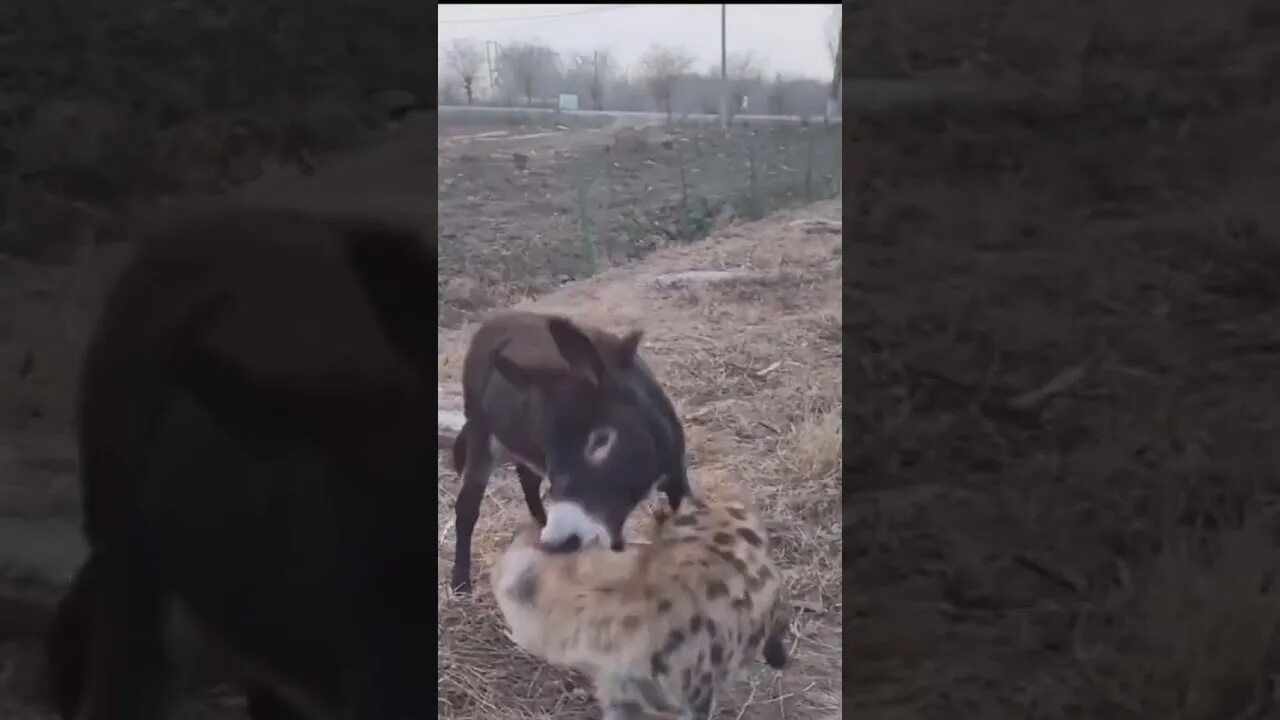Армянин на осле. Вырубить осла в постели что. Таджик на осле. Осел против лошади. Дагестанки с ишаками.