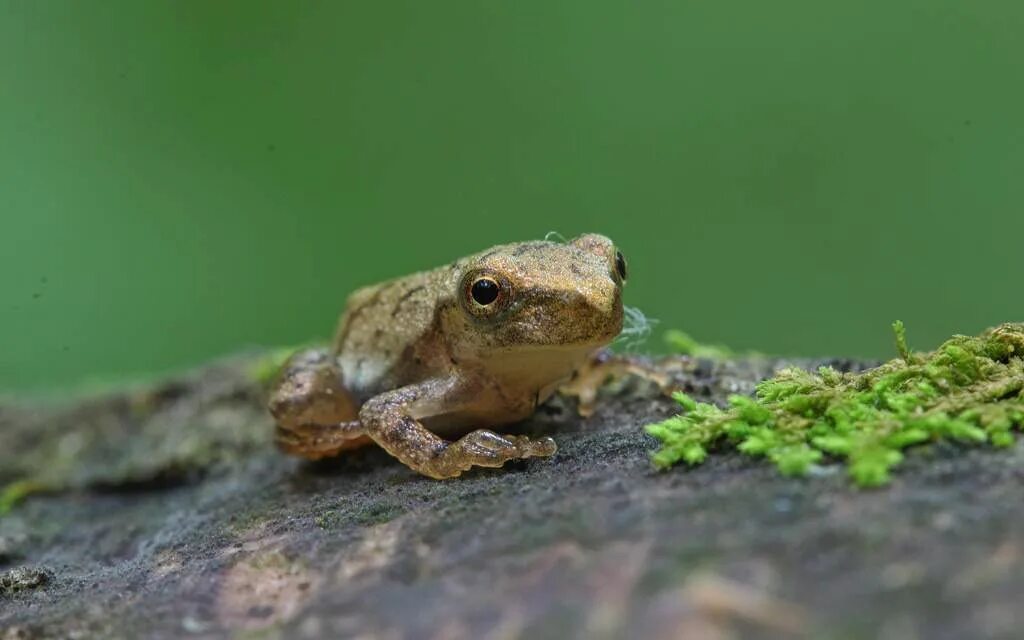Вологая. Сверчковая квакша. Сверчковая жаба. Сверчковая квакша фото. Щелкающая квакша (Acris crepitans) фото.