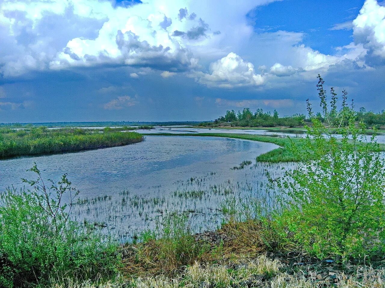 Пойма что это такое. Река Пойма Красноярский край. Река ея Кущевская. Пойменные Луга реки Колокша. Вологодские заливные Луга.