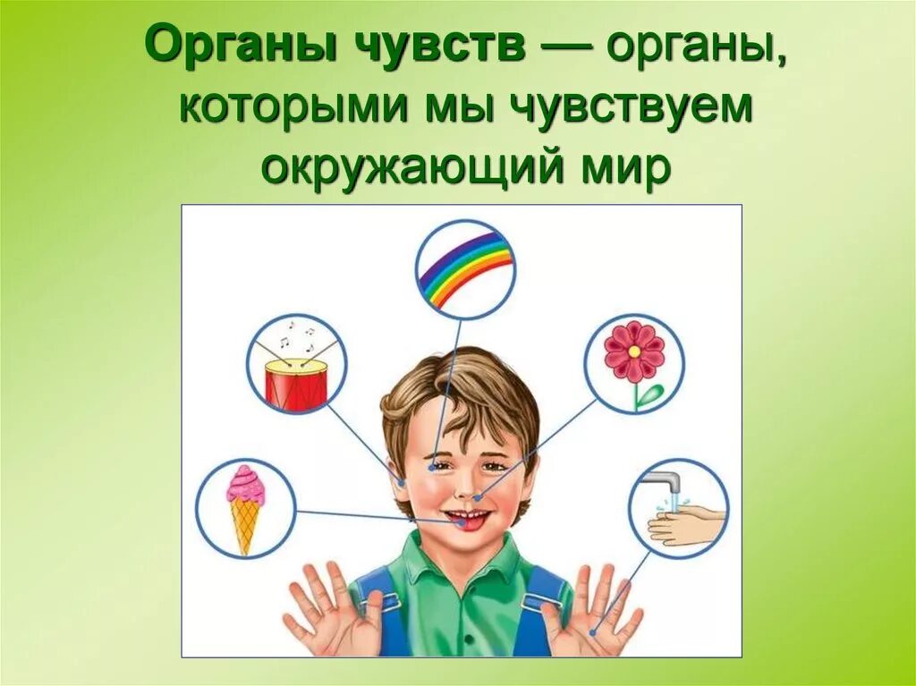 Органы чувств и движения. Органы чувств. Наши помощники органы чувств. Органы чувств презентация. Окружающий мир органы чувств.