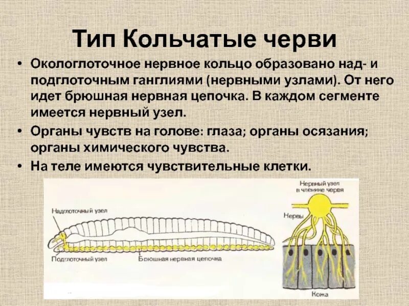 Брюшная нервная цепочка функции. Кольчатых черви околоконлаточное нервное кольцо. Нервная система с окологлоточным нервным кольцом. Окологлоточное нервное кольцо. Окологлоточное нервное кольцо у червя.