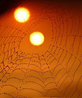 Spider Webs 1080P, 2K, 4K, 5K HD wallpapers free download, sort by relevanc...