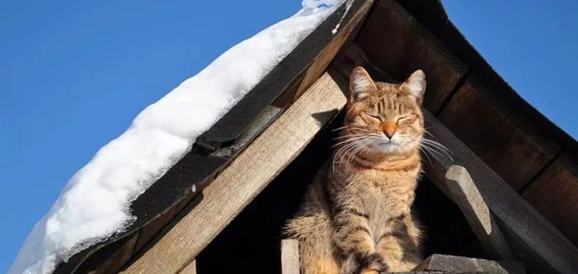 Жил у нас на крыше. Кот на крыше. Кот на чердаке. Котик на чердаке. Кот зимой.