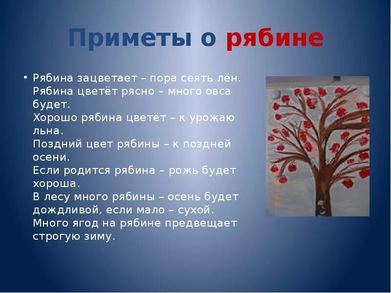 Глагол от слова рябина. Приметы про рябину. Народные приметы о рябине. Рябина для презентации. Загадка про рябину для детей.