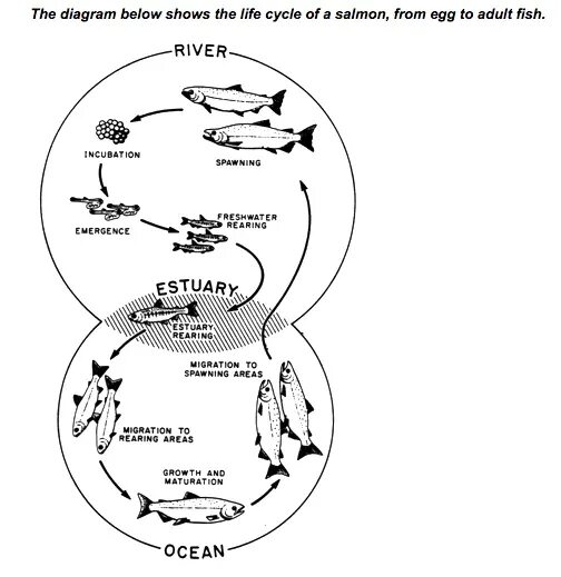 Task cycle. Ielts writing task 1 process diagram. life cycle of salmon ielts. process diagram ielts. ielts writing task 1 diagram.